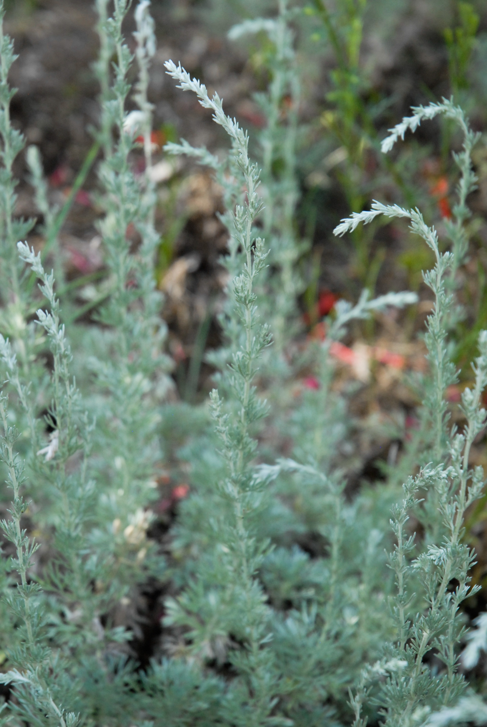 Fringed Sage